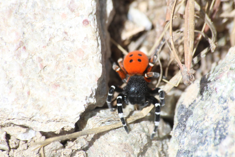 Sophie Pajot - Vars - 15-08-2018 - Eresus kollari  (2).jpg