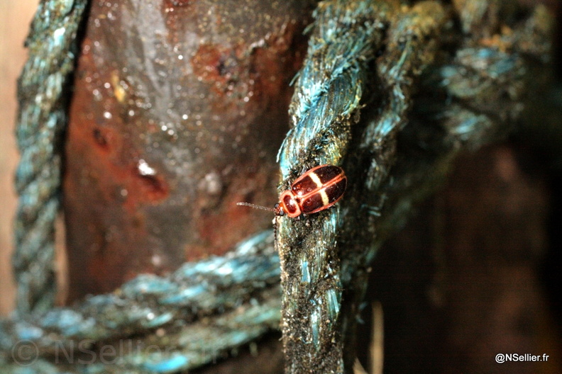 Chasse Aux Papillons - Guyane - 31-07-2008 - Omophoita clerica (123).jpg