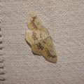 Cyclophora annularia