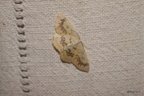 Cyclophora annularia