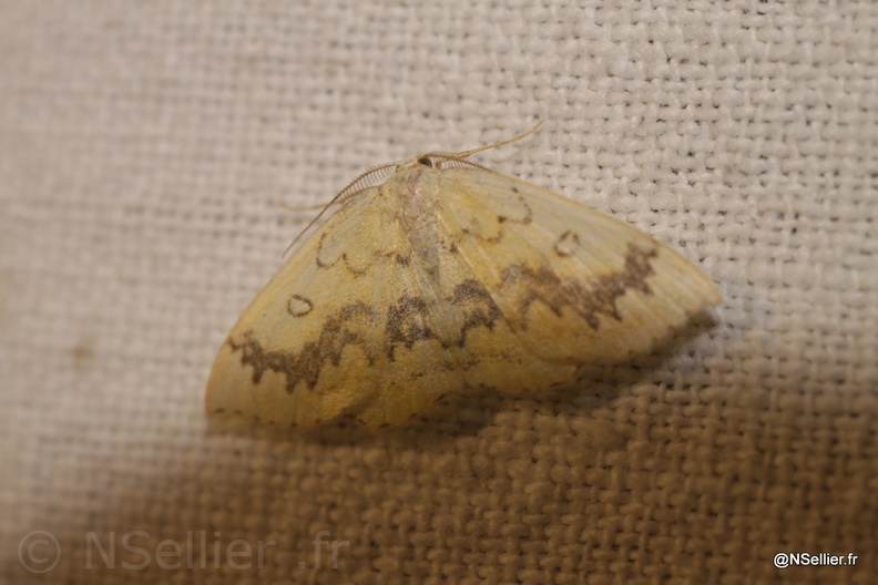 Chasse Aux Papillons - Fonterland - 04-09-2010 - Cyclophora annularia (75).jpg