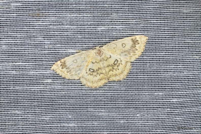 Chasse Aux Papillons - La Crèche - 03-07-2011 - Cyclophora annularia (41).jpg