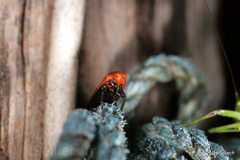 Chasse Aux Papillons - Guyane - 27-07-2008  - Laccogrypota valida (218).jpg