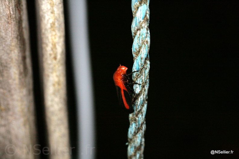 Chasse Aux Papillons - Guyane - 27-07-2008 - Laccogrypota valida (39).jpg