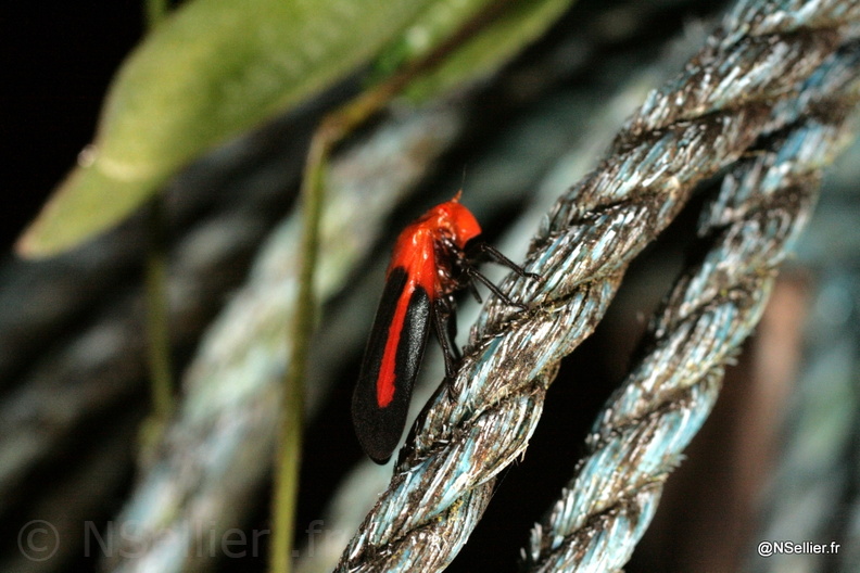 Chasse Aux Papillons - Guyane - 27-07-2008 - Laccogrypota valida (217).jpg