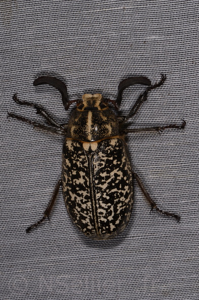 Chasse Aux Papillons - Marais d Yves - 23-06-2017 - Polyphylla fullo (3).jpg