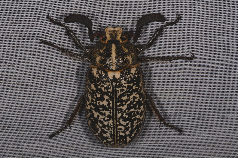 Chasse Aux Papillons - Marais d Yves - 23-06-2017 - Polyphylla fullo (4).jpg