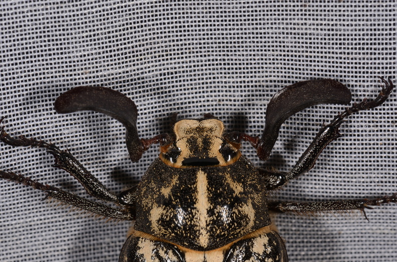 Chasse Aux Papillons - Marais d Yves - 23-06-2017 - Polyphylla fullo (5).jpg