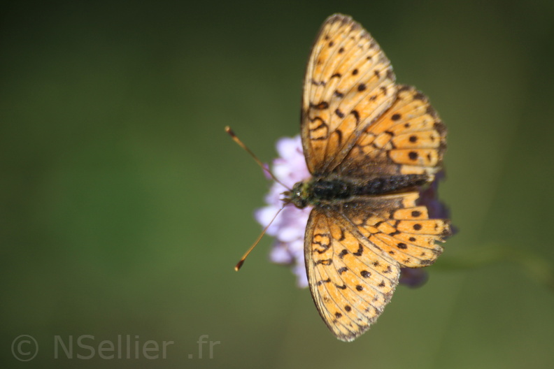 Sophie Pajot - Vars - 15-08-2018 - Argynnis pandora (1).jpg