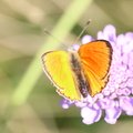 Lycaena virgaureae
