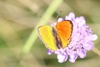 Lycaena virgaureae