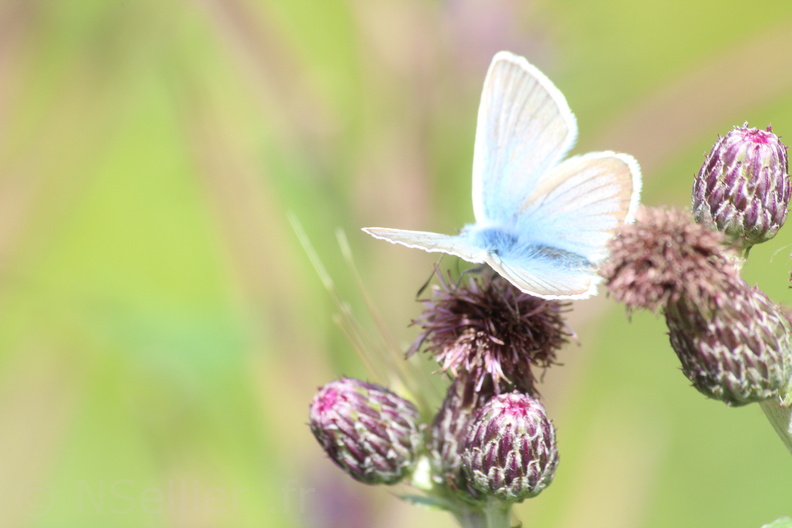 Sophie Pajot - Vars - 15-08-2018 - Plebejus Sp (6).jpg