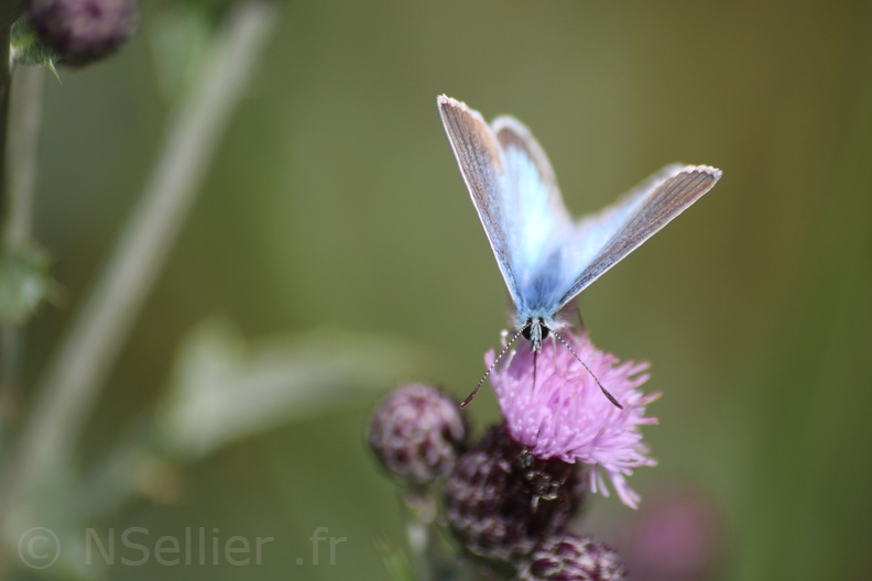 Sophie Pajot - Vars - 15-08-2018 - Plebejus Sp (4).jpg