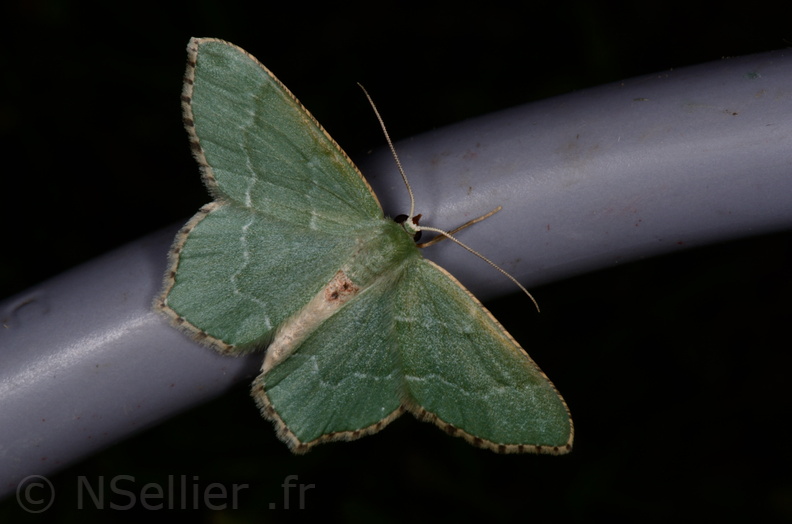 Chasse Aux Papillons - Vallee des singes - Romagne - 28-06-2013 - Hemithea aestivaria (9).JPG