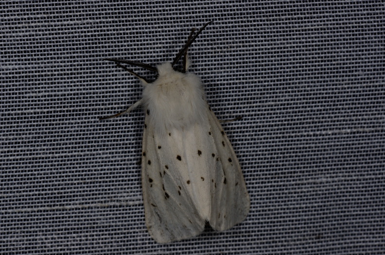 Chasse Aux Papillons - Vallee des singes - Romagne - 28-06-2013 - Spilosoma lubricipeda (24).JPG
