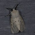 Spilosoma lubricipeda