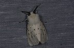 Spilosoma lubricipeda