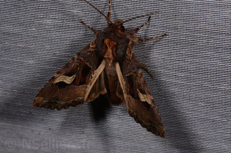 Chasse Aux Papillons - Saint-Savinien - 12-10-2017 - Melanchra persicariae (54).jpg