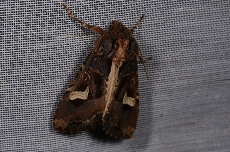 Chasse Aux Papillons - Saint-Savinien - 12-10-2017 - Melanchra persicariae (55).jpg