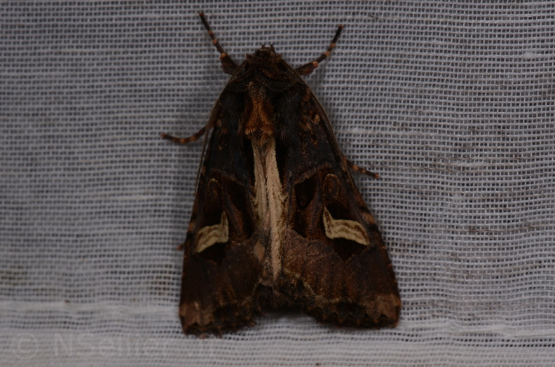 Chasse Aux Papillons - Saint-Savinien - 12-10-2017 - Melanchra persicariae (56).jpg