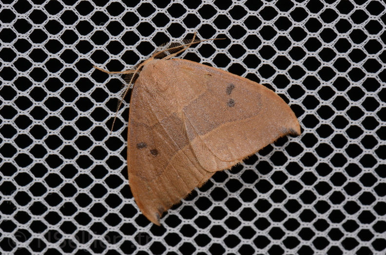 Chasse Aux Papillons - Saint-Savinien - 12-10-2017 - Watsonalla binaria (23).jpg