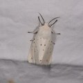 Spilosoma lubricipeda