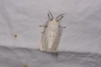 Spilosoma lubricipeda