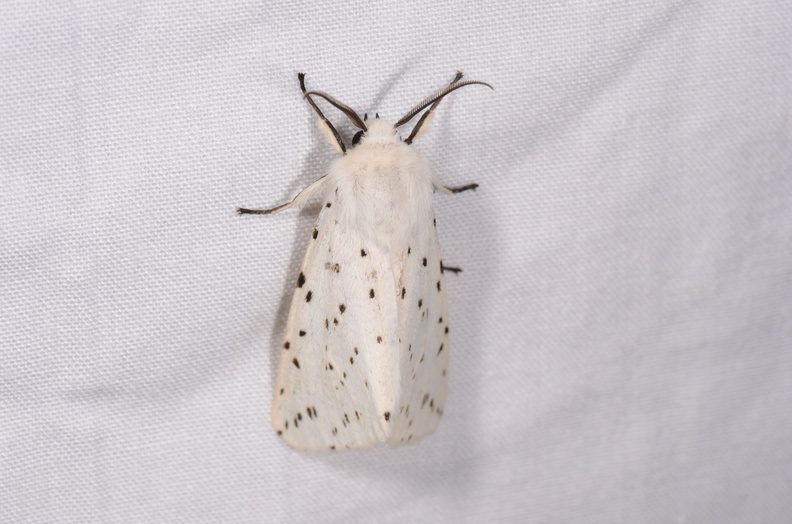 Chasse Aux Papillons - Saint Hilaire La Pallud - 16-08-2019 - Spilosoma lubricipeda (35).jpg
