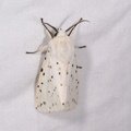 Spilosoma lubricipeda