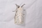Spilosoma lubricipeda