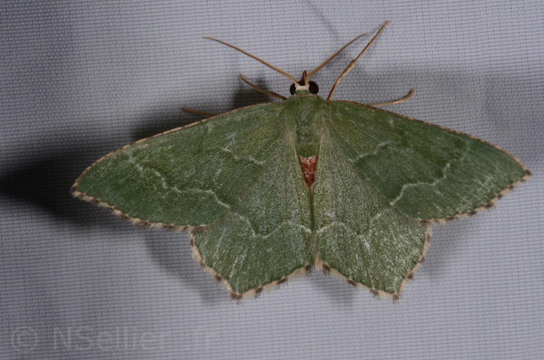 Chasse Aux Papillons - St Hilaire La Pallud - 16-06-2018 - Hemithea aestivaria (45).jpg