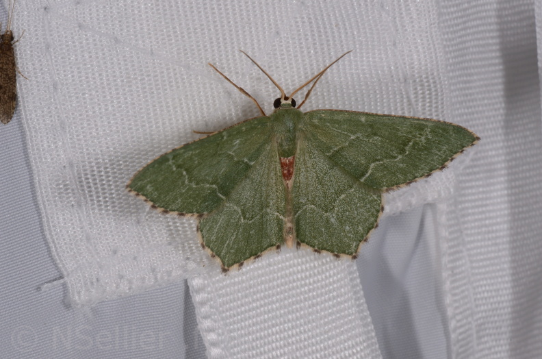 Chasse Aux Papillons - St Hilaire La Pallud - 16-06-2018 - Hemithea aestivaria (46).jpg