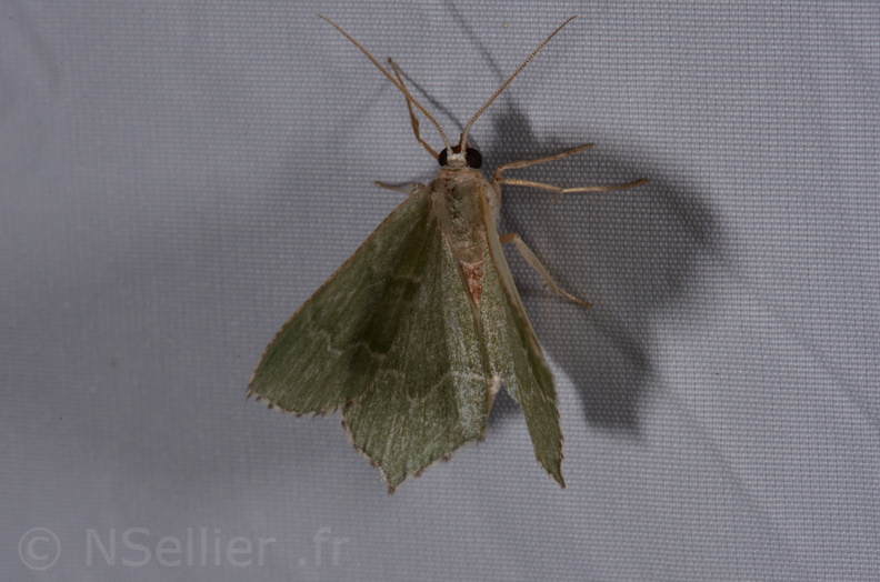 Chasse Aux Papillons - St Hilaire La Pallud - 16-06-2018 - Hemithea aestivaria (47).jpg