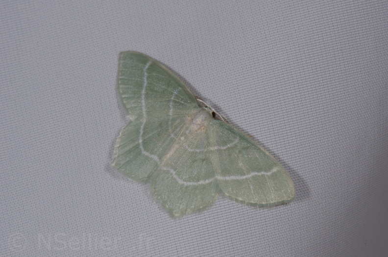 Chasse Aux Papillons - St Hilaire La Palud - 13-07-2017 - Jodis lactearia (1).jpg