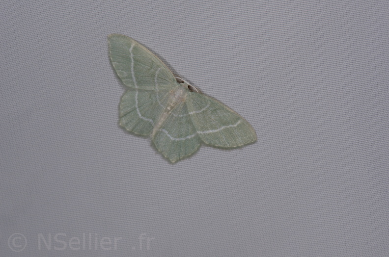 Chasse Aux Papillons - St Hilaire La Palud - 13-07-2017 - Jodis lactearia (11).jpg