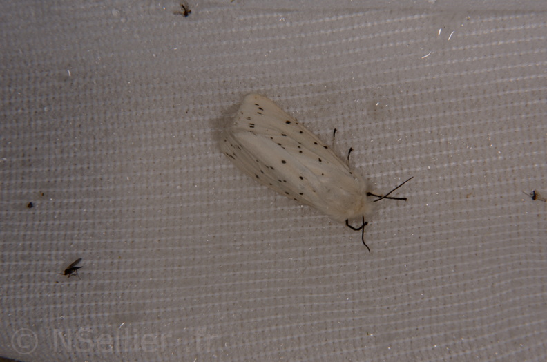Chasse Aux Papillons - Saint Hilaire La Pallud - 01-05-2014 - Spilosoma lubricipeda (10).JPG