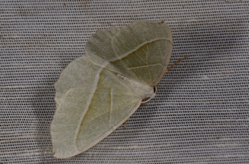 Chasse Aux Papillons - Mautré - 19-08-2012 - Campaea margaritaria (123).JPG