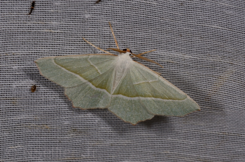 Chasse Aux Papillons - Mautré - 19-08-2012 - Campaea margaritaria (124).JPG