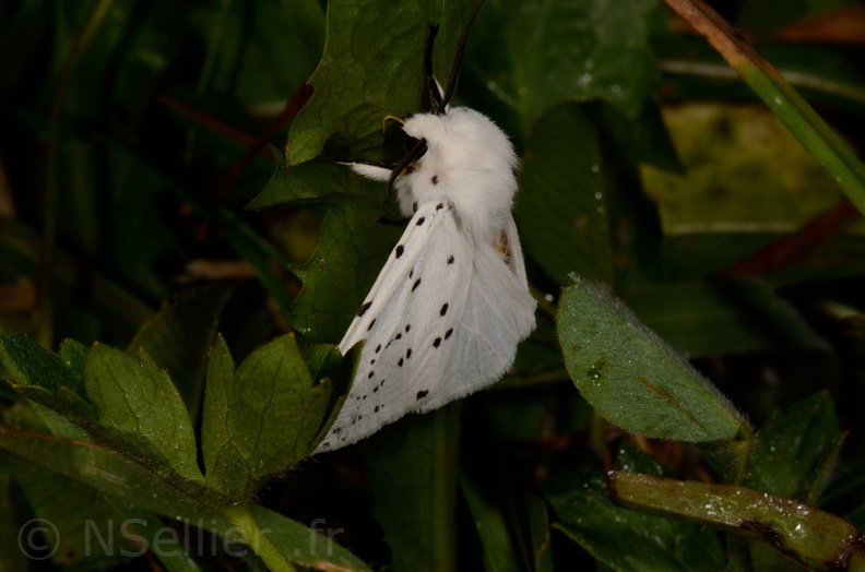 Chasse Aux Papillons - Mautré - 19-08-2012 - Spilosoma lubricipeda (112).JPG