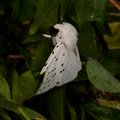 Spilosoma lubricipeda