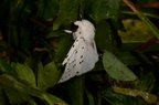 Spilosoma lubricipeda