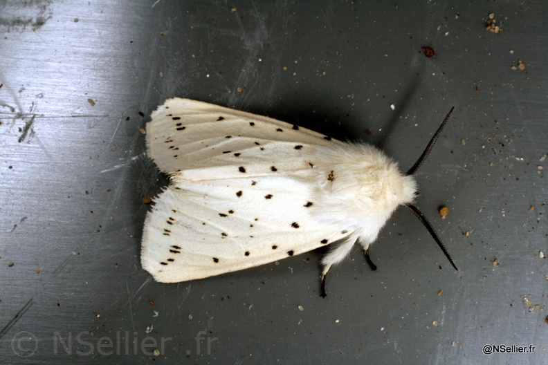 Chasse Aux Papillons - Mautré - 07-05-2009 - Spilosoma lubricipeda (22).jpg