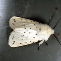 Spilosoma lubricipeda