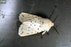 Spilosoma lubricipeda