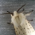 Spilosoma lubricipeda