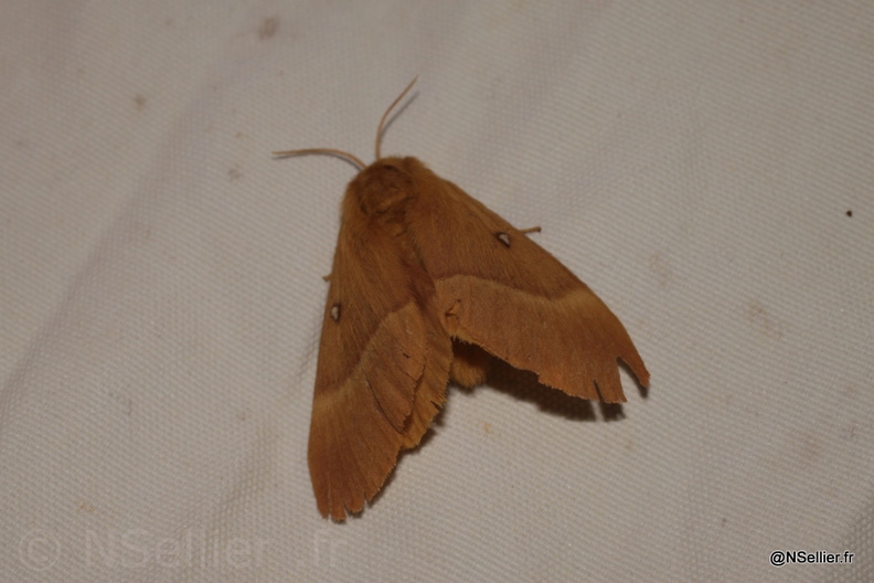 Chasse Aux Papillons - Marais Galucher - 15-08-2010 - Lasiocampa trifolii (21).jpg