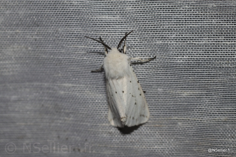 Chasse Aux Papillons - Marais Galucher - 15-08-2010 - Spilosoma lubricipeda (4).jpg