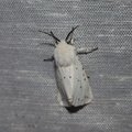 Spilosoma lubricipeda