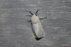 Spilosoma lubricipeda
