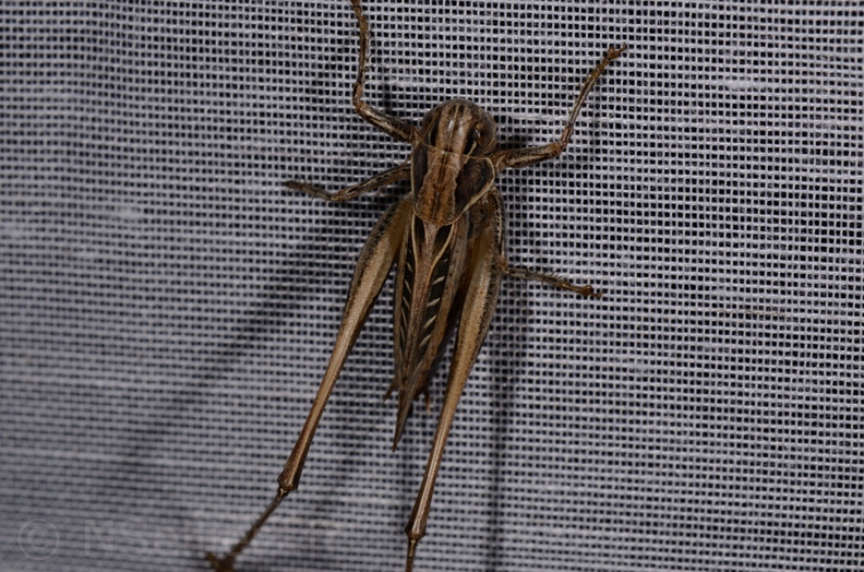 Chasse Aux Papillons - Marais d'Yves - 21-08-2014 - Tessellana tessellata (135).JPG